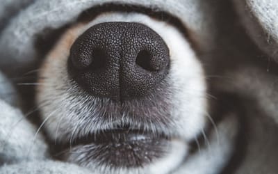 Why Are Dog Nose Wet?