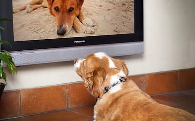 Dog TV and Its Benefits: Why Your Pet Needs Screen Time Too