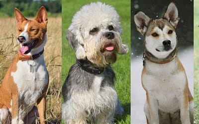 Adopt A Medium-Sized Dog: Find Your Perfect Match!