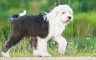 Old English Sheepdogs: Unveiling the Charismatic Beauty and Heartwarming Personality