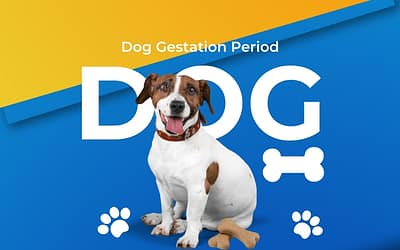 Understanding the Gestation Period for Dogs