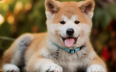 Discover Majestic Akita Puppies – A Perfect Blend of Strength and Loyalty