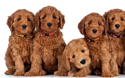 The Goldendoodle: Nature’s Perfect Dog Breed