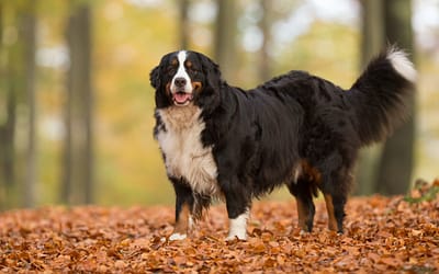 Bernese Mountain Dog Breed Information for You