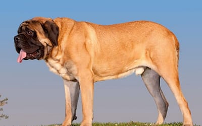 Biggest Dog in the world: Their largest dog the Life Charm