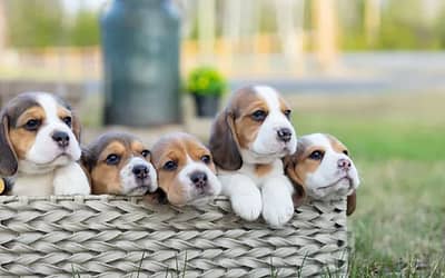 Adorable Beagle Puppies: Your Gateway to Unconditional Love and Playful Companionship