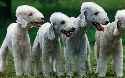 Bedlington Terrier dog breed: The Quirky Canine with a Heart of Gold