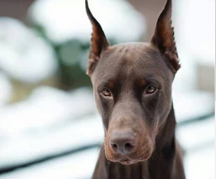 Weimaraner With Cropped Ears
