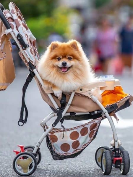 best dog stroller