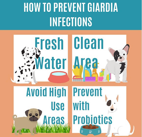 What is Giardia in Dogs