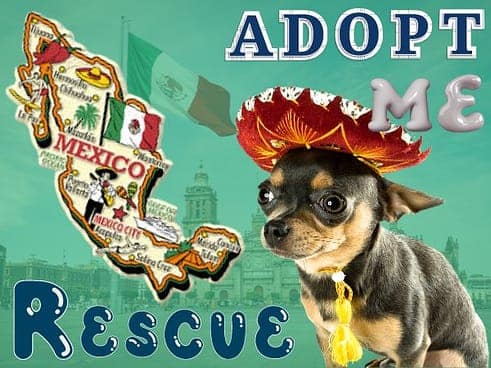 adopt from mexico