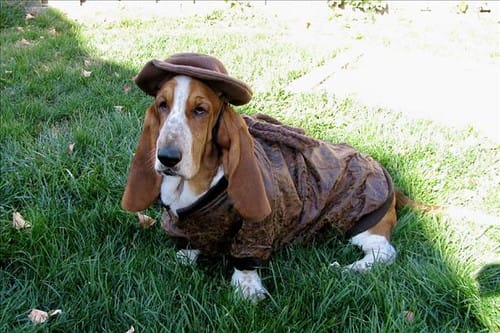 Indiana Jones Basset Hound Costume