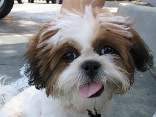 Why Shih Tzus Are The Worst Dogs