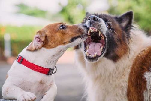 Bark Or Bite? Understanding Canine Communication And Body Language