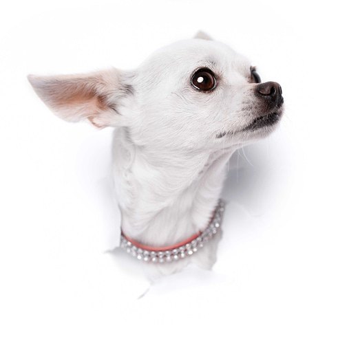 Chihuahua head on white background