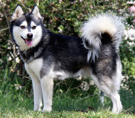 Alaskan klee kai standing tall