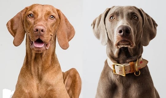 Weimaraner Vizsla Mix