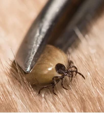 tick from a dog