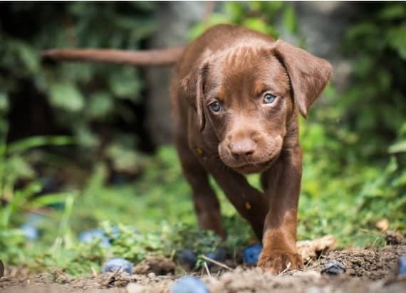 vizsla lab mix