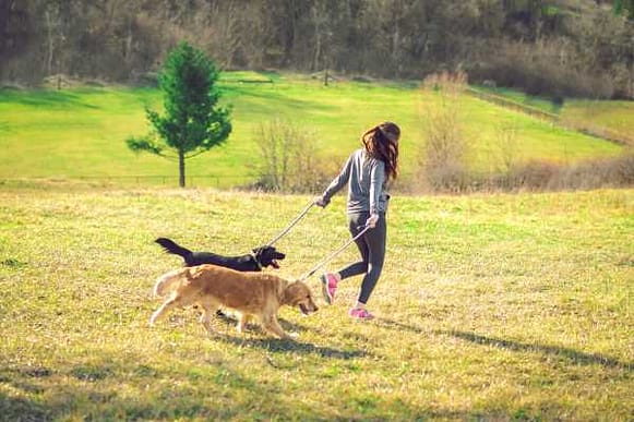 Fur-Tastic Fitness How Dogs Keep You Fit and active