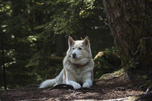forest wolf dog