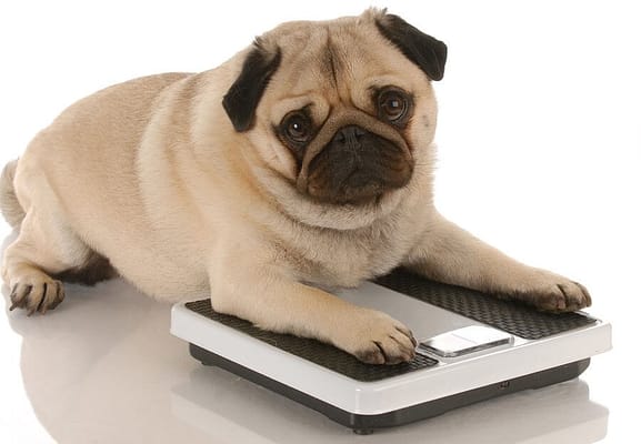 Dog Weight Calculator 