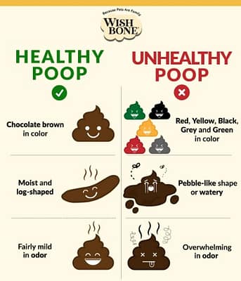Unhealthy Dog Poop
