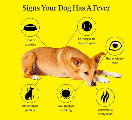 If Dog Has Fever