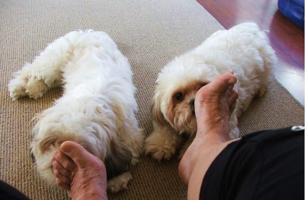 Dog Lick My Feet 