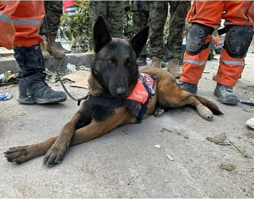 Mexican Rescue Dog Proteo