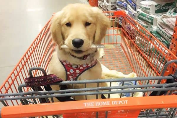Are Dogs Allowed in Home Depot