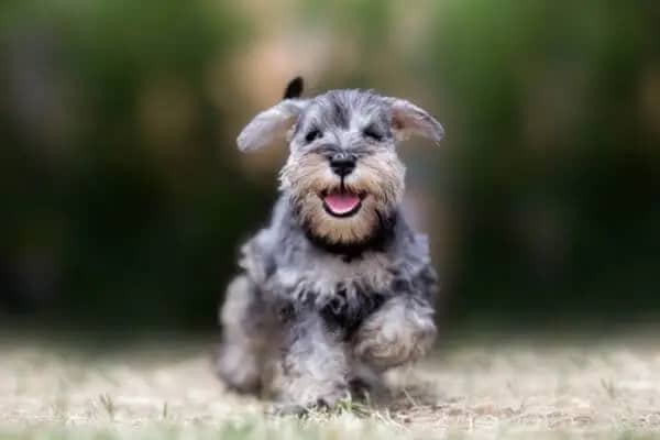Types-of-Dogs-Terrier-Breeds-1