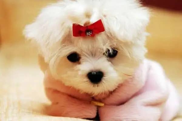 Types-of-Dogs-Toy-dog-Breeds-1