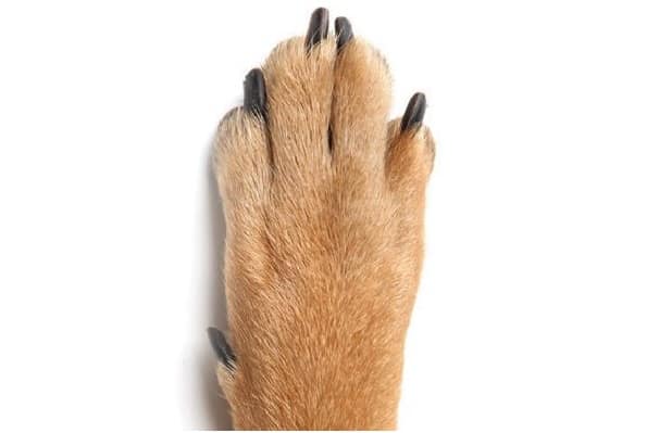 How Many Toes does a Dog have