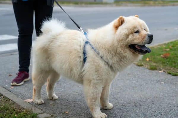 Chow chow dog