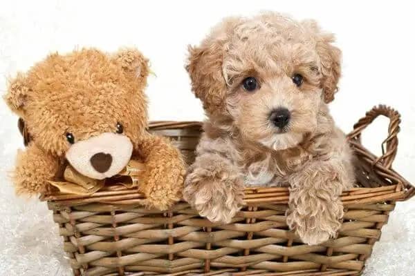 Characteristics-Of-Teddy-Bear-Dogs-1