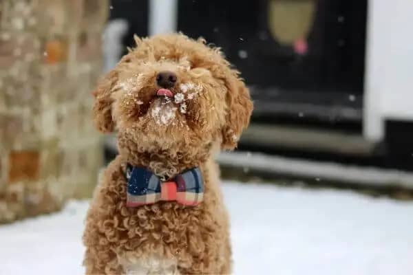 Popular-Breeds-Of-Teddy-Bear-Dog-1