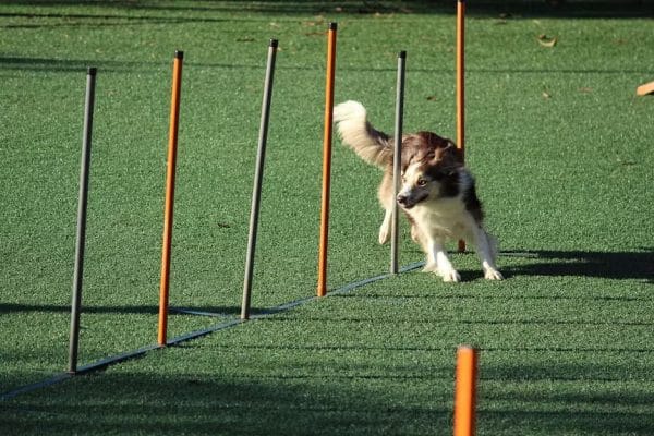 dogs-training