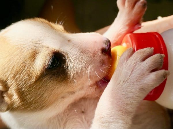 a small brown and white dog drinking puppy milk from a bottle
