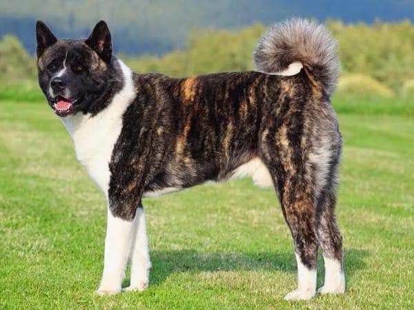 The Amazing Akita Dogs 101: The Ultimate Guide