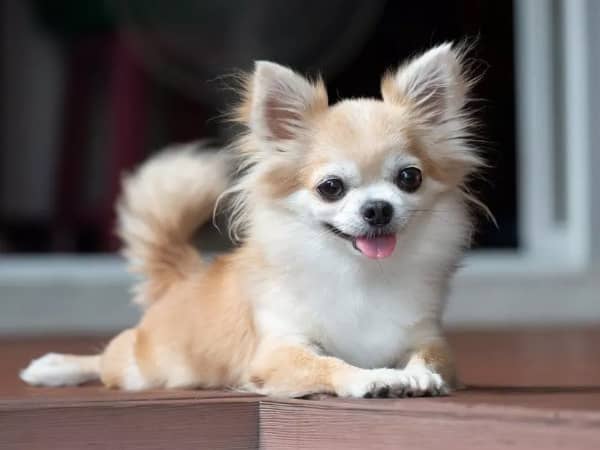 Chihuahuas loyaux et énergiques