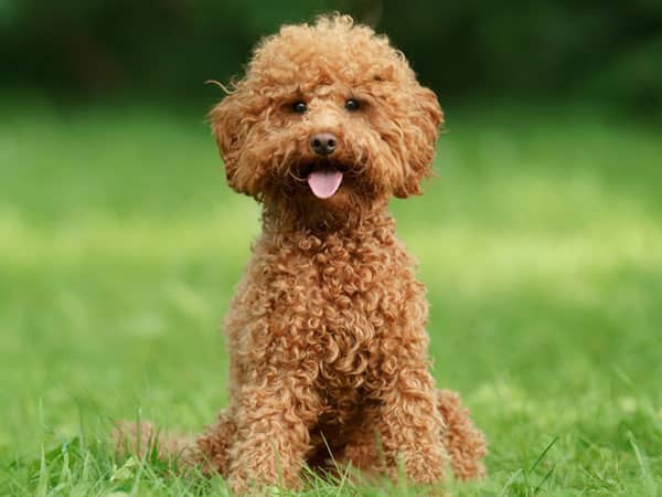 Portidoodle Puppies: Discover Your Unique Furry Soulmate