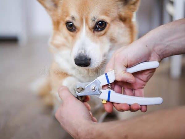 best dog nail clippers , nail clippers, adopting a dog , dog adoption , bonevoyagedogrescue