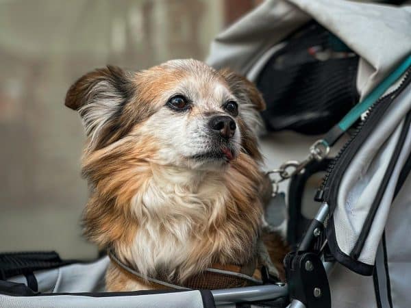 best dog stroller , dog adoption , bonevoyagedogrescue
