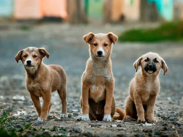 Fotografía de enfoque selectivo de tres cachorros marrones