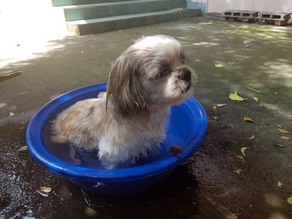Baño para perros