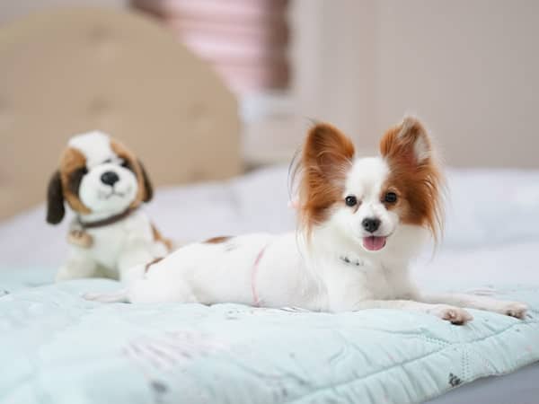 papillon on bed