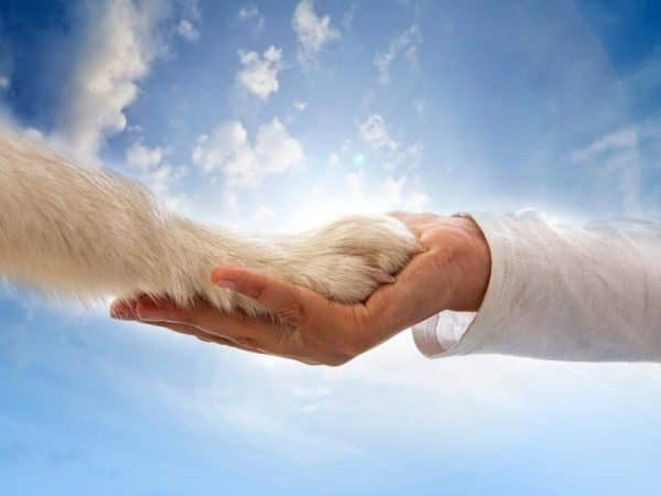 dogs and heaven