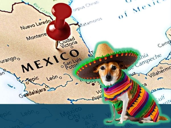 Adopting a Dog From Mexico 3