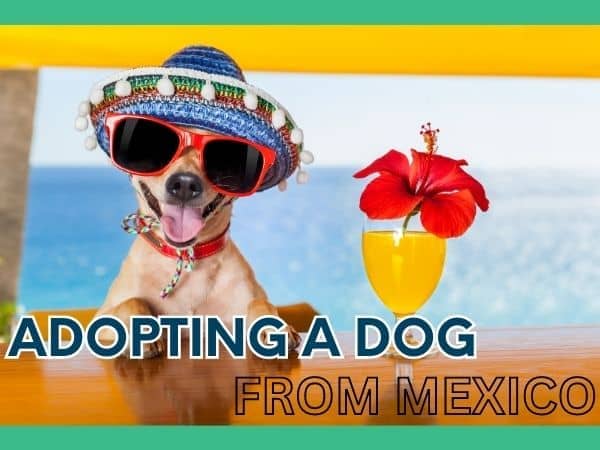 Adopting a Dog From Mexico